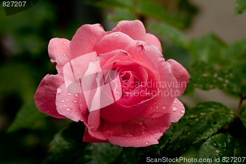 Image of pink rose with water drops