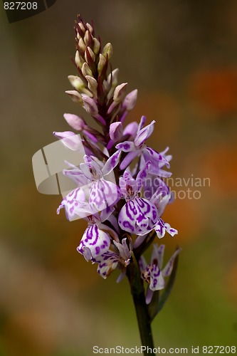 Image of spotted orchid