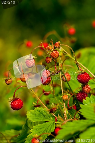 Image of wild strawberries