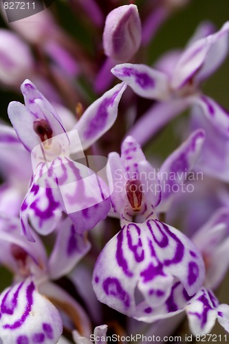 Image of spotted orchid