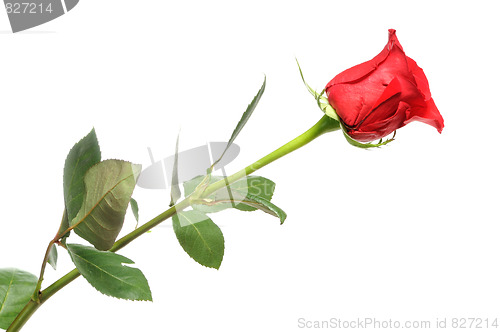 Image of red rose