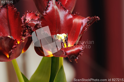 Image of Red tulip