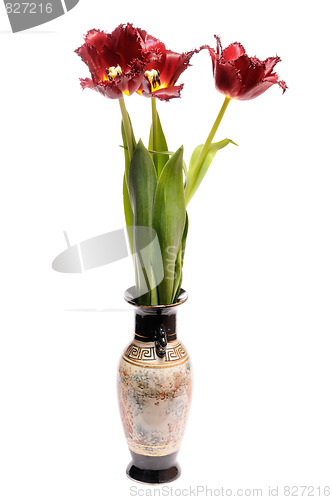 Image of Red tulip