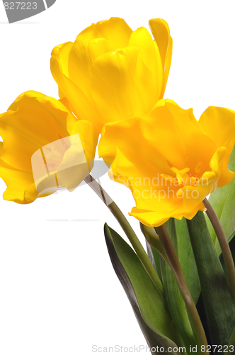 Image of yellow tulips
