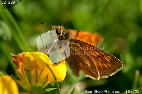 Image of Orange butterfly