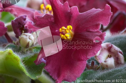 Image of African violet #4