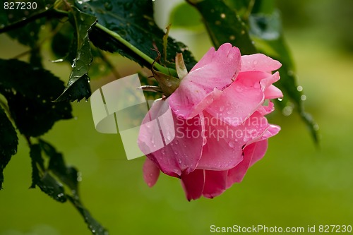 Image of Pink rose with water drops