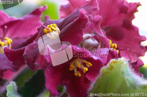 Image of African violet #5