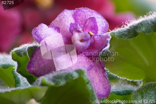 Image of African violet #6