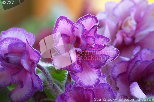 Image of African violet #8