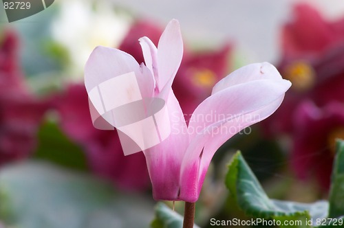 Image of Cyclamen