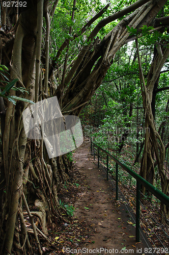 Image of forest path in darwin