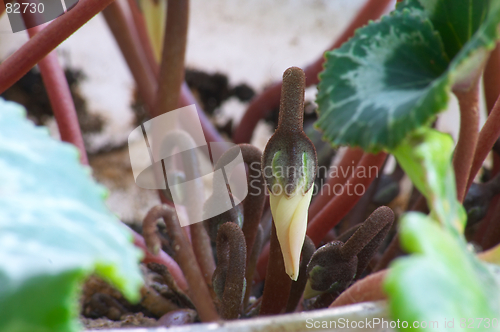 Image of Bud of cyclamen