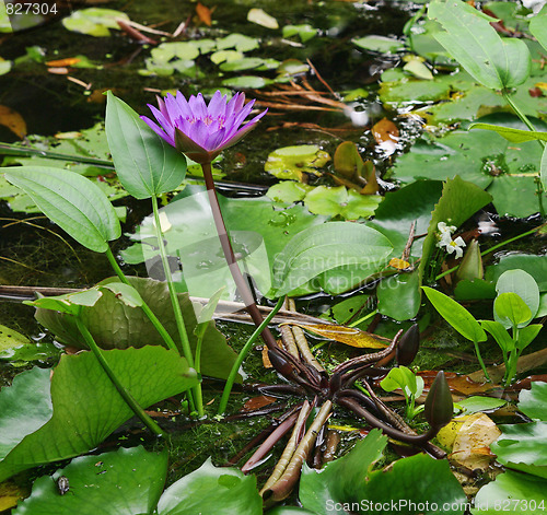 Image of water lilly in garden pond