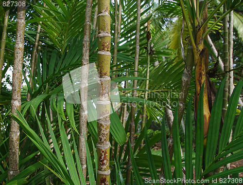 Image of bamboo forest trees