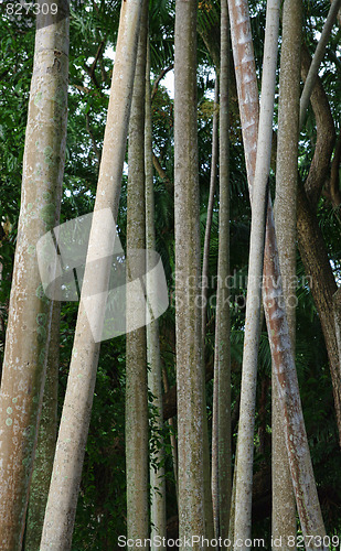 Image of forest trees