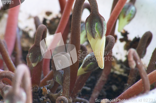 Image of Bud of cyclamen #2