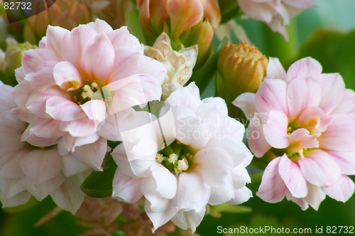 Image of Pink kalanchoe