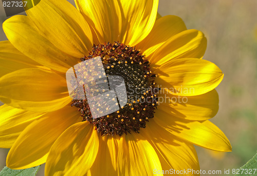 Image of yellow sunflower