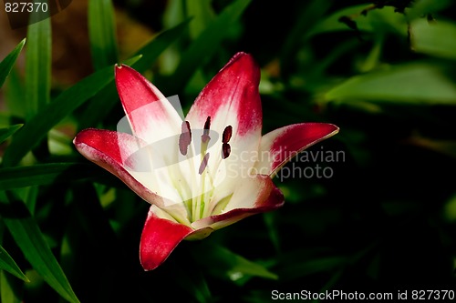 Image of Lollipop lily