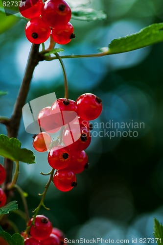 Image of red currants