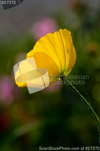 Image of Yellow poppy
