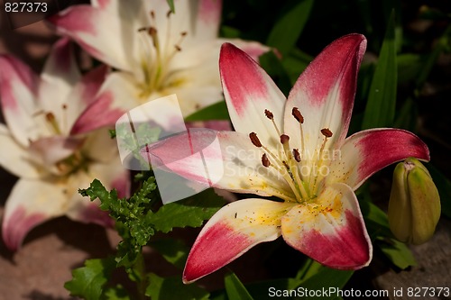 Image of Lolllipop lilies