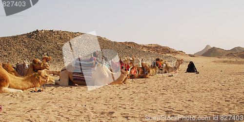Image of camels