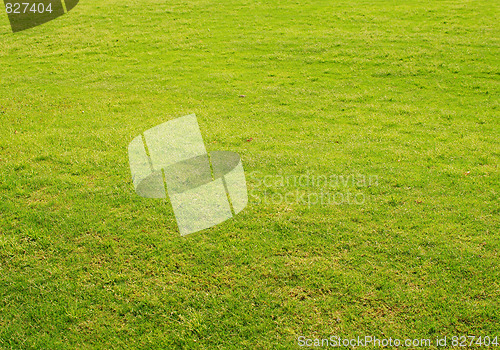 Image of green grass