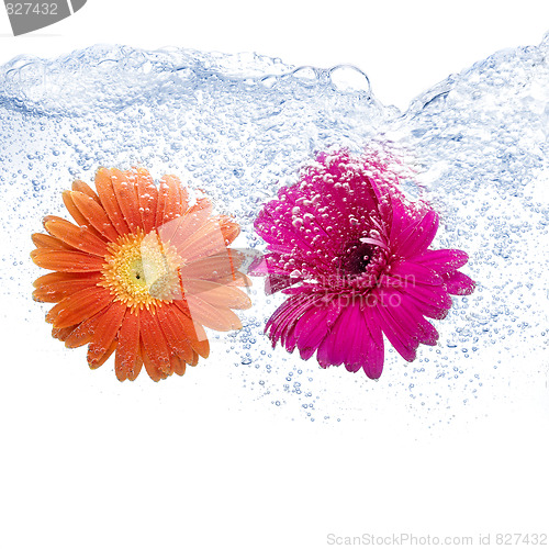 Image of Two colored daisies