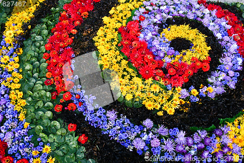 Image of Flower carpet