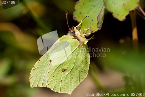 Image of brimstone butterfly