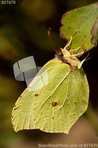 Image of Brimstone butterfly
