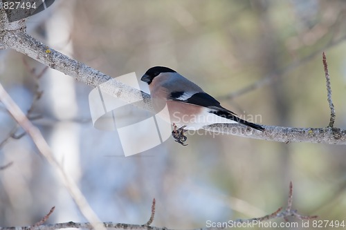 Image of Bullfinch