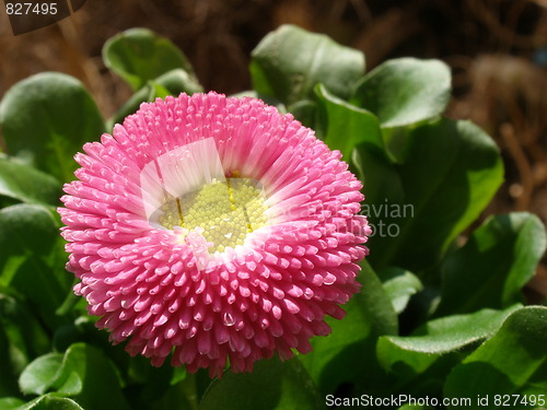 Image of bellis