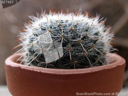 Image of cactus