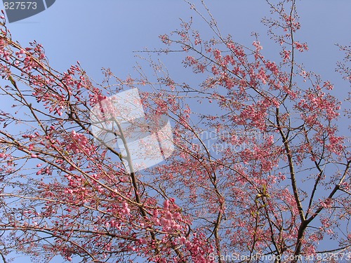 Image of Sakura in blossom