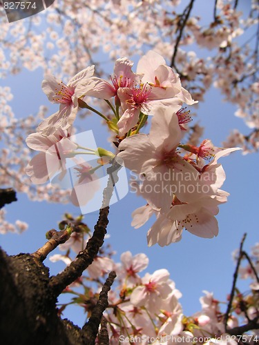 Image of Sakura in blossom