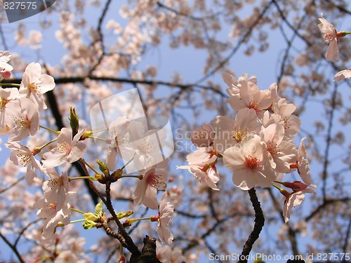 Image of Sakura in blossom