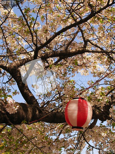 Image of Sakura in blossom