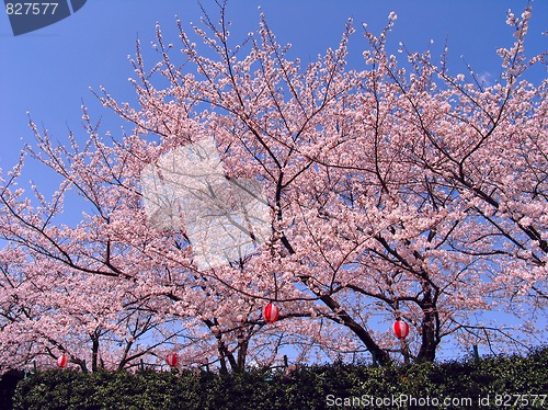 Image of Sakura in blossom