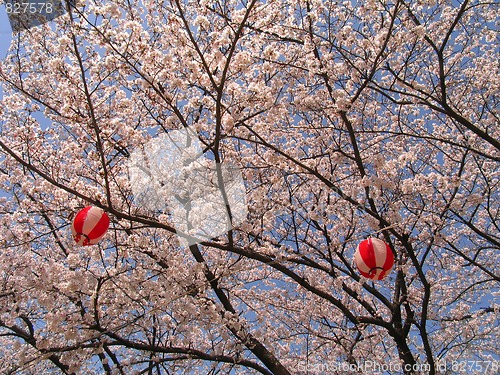 Image of Sakura in blossom