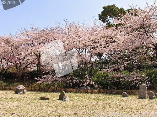 Image of Sakura in blossom and stones garden