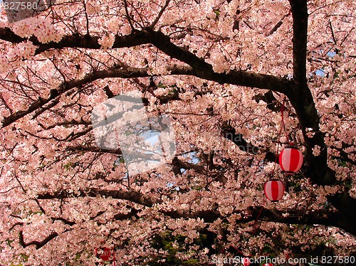 Image of Sakura in blossom