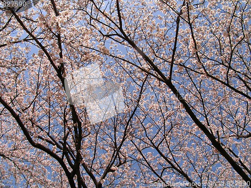 Image of Sakura in blossom