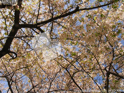 Image of Sakura in blossom