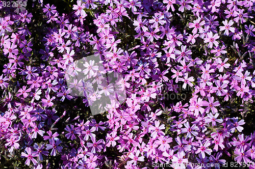 Image of Primula flowers
