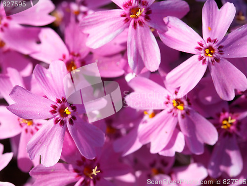 Image of Primula flowers