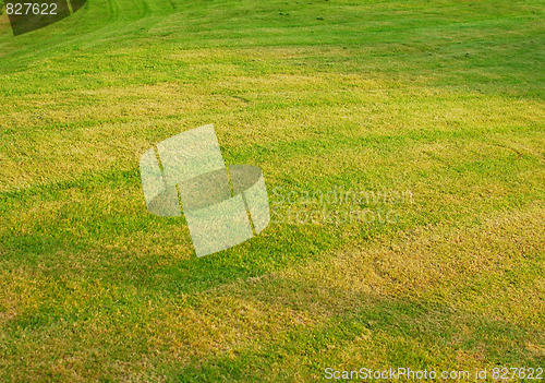 Image of green grass