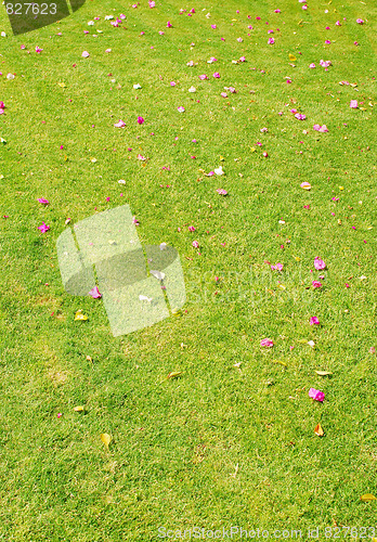 Image of green grass